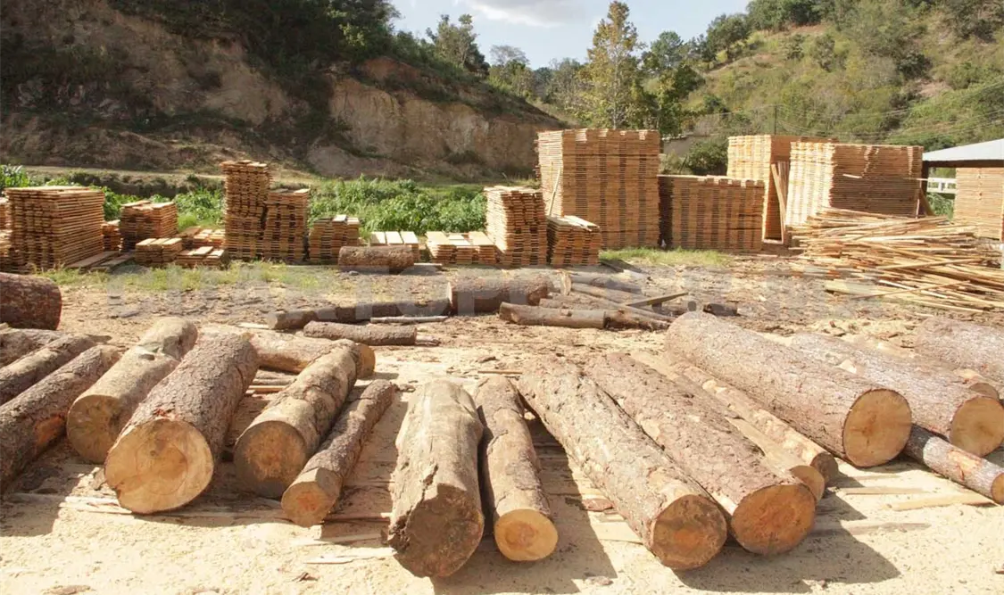 Tala ilegal acaba con bosques y selvas