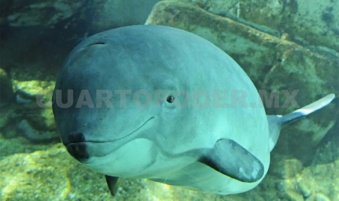 Amplían protección de vaquita