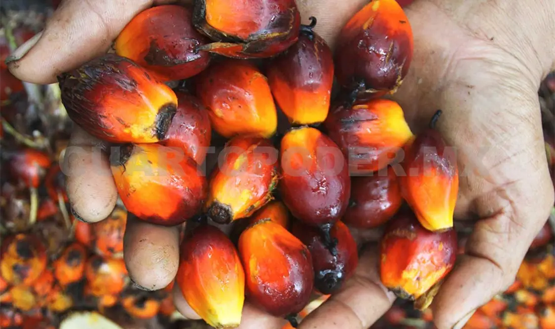 Palma de aceite se desperdicia por exceso de producción
