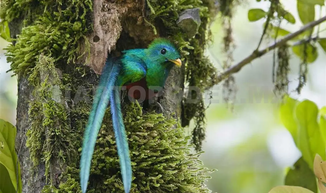 Aves y reptiles, de los más amenazados en Chiapas