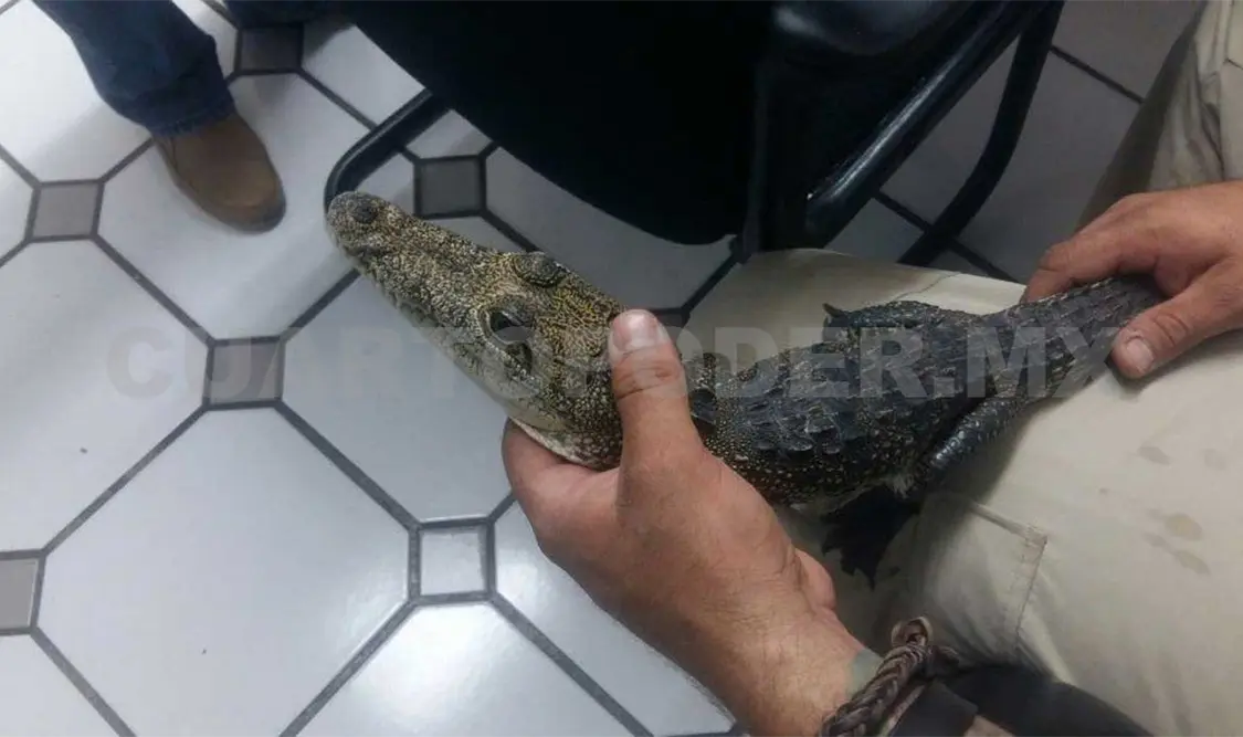 Aseguran cocodrilo moreletii exhibido en carnicería