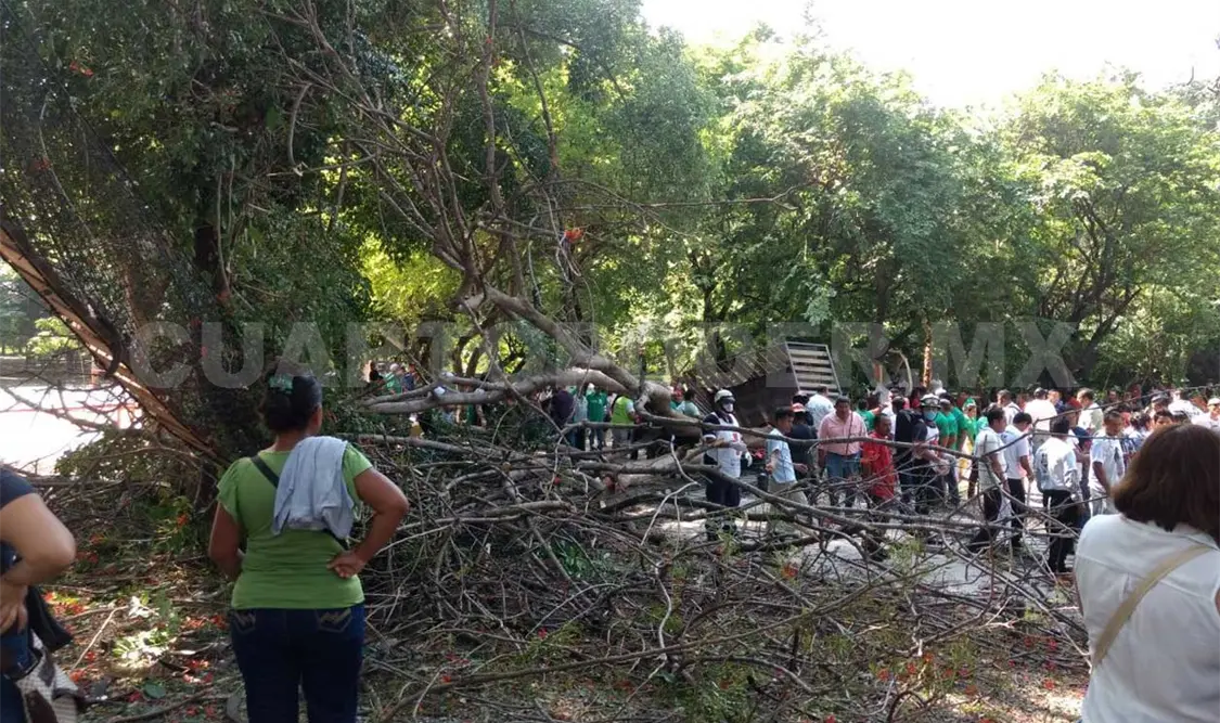 Se desploman dos puentes colgantes en parque