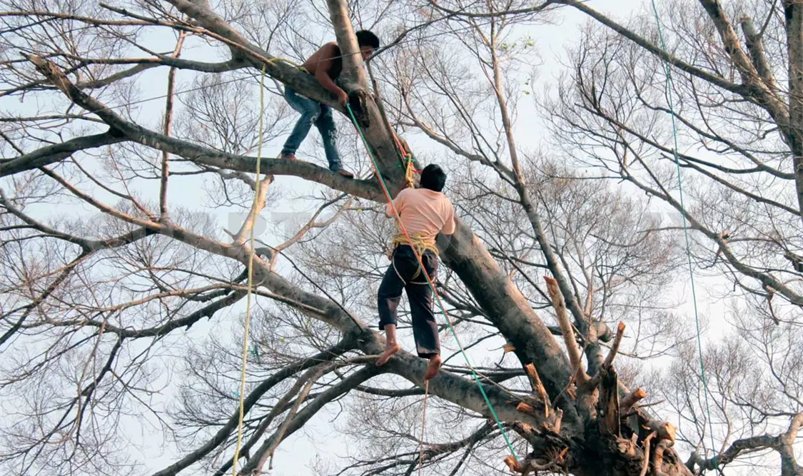 Se electrocuta al podar un árbol