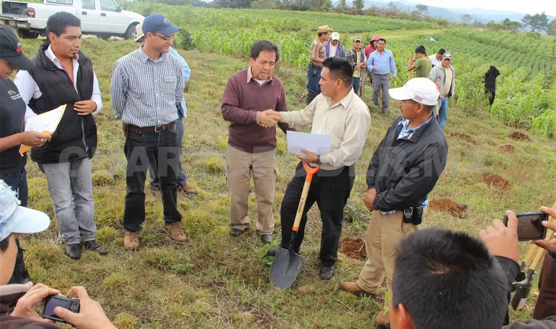 Plantarán un millón de árboles