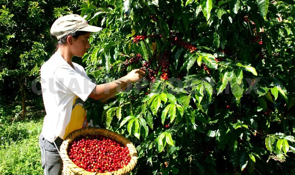 Prevén mejora en calidad del café