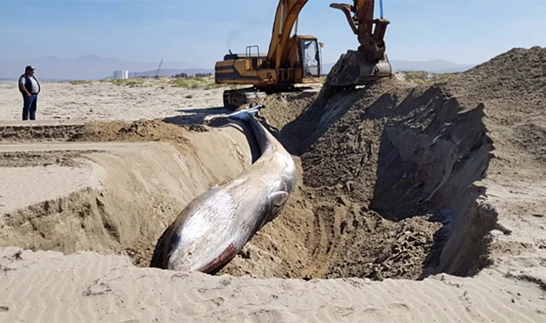 Autoridad ambiental atiende varamiento de ballena sei en Ensenada, BC