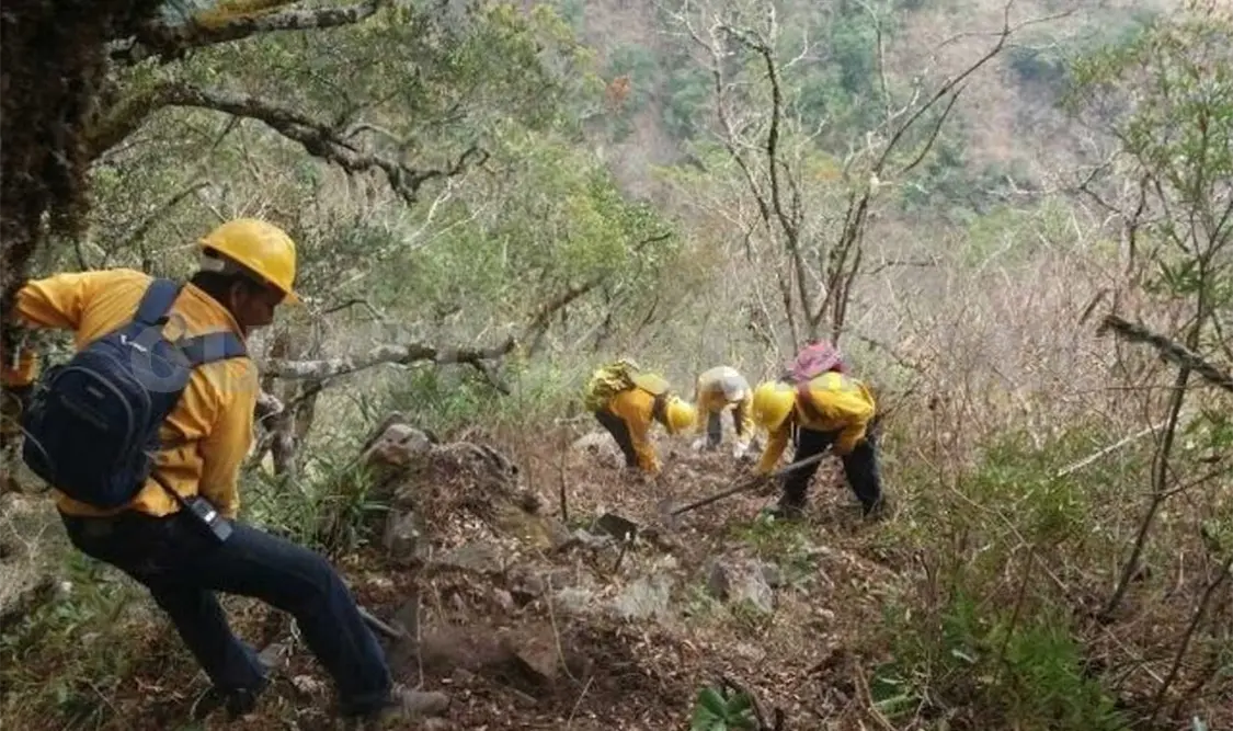 Van 320 ha consumidas por incendios: Conafor