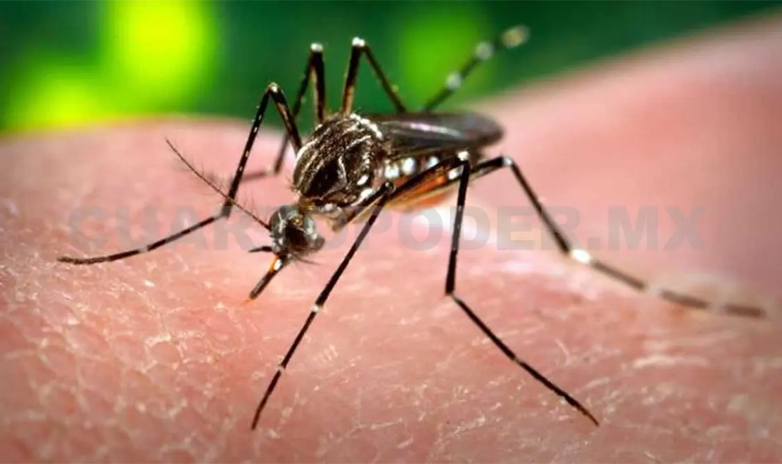 Intensifican acciones contra dengue, chikungunya y zika