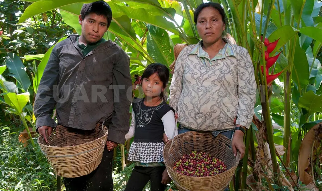 Fincas cafetaleras en bancarrota