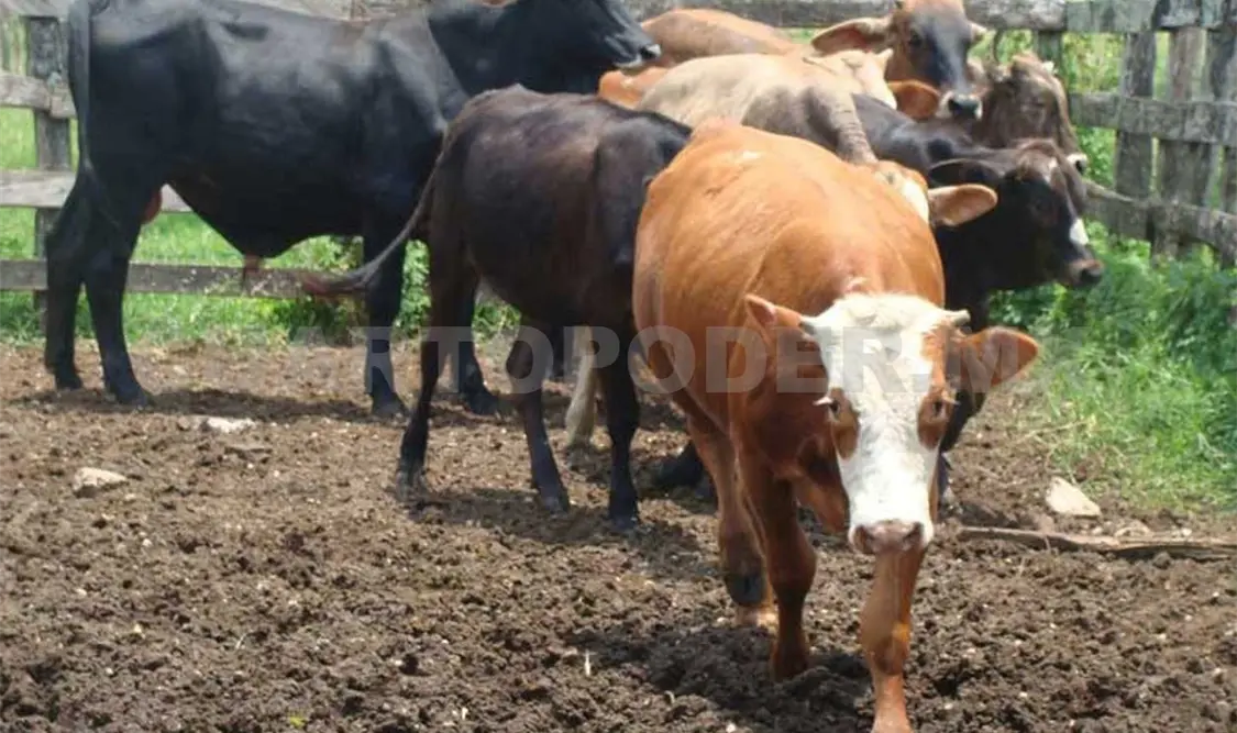 Piden atender quejas sobre carne contaminada