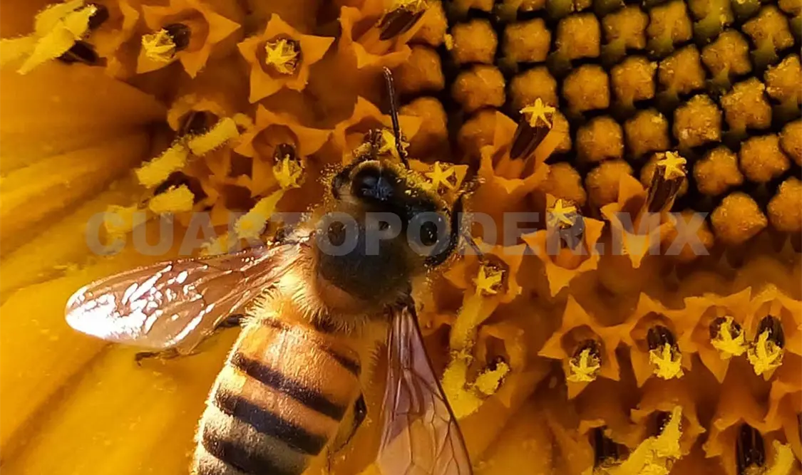 Celebran por primera vez Día Mundial de las Abejas