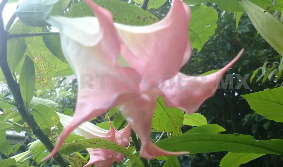 Persiste saqueo de orquídeas en “La Pera”