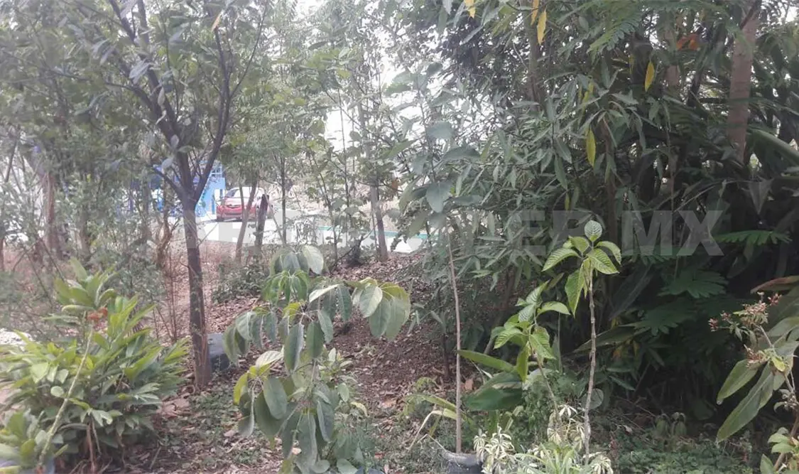 Control biológico, clave para la producción en el campo