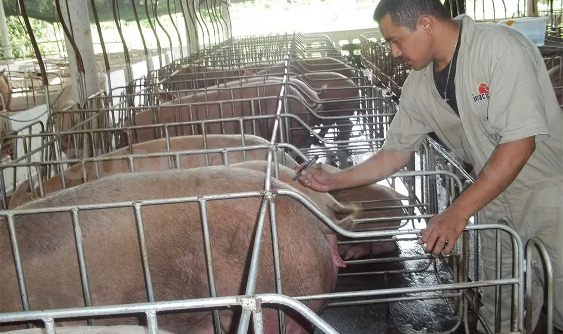 Fiebre porcina, un riesgo para el hato chiapaneco