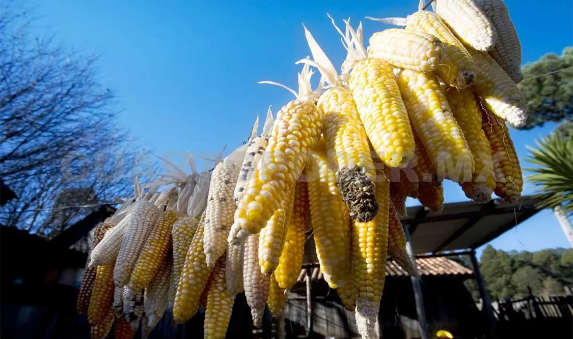 Importante tecnificar el cultivo de maíz