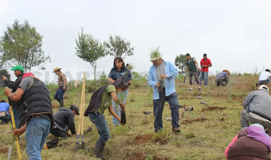 Comienza Campaña Anual de Reforestación en zona Altos