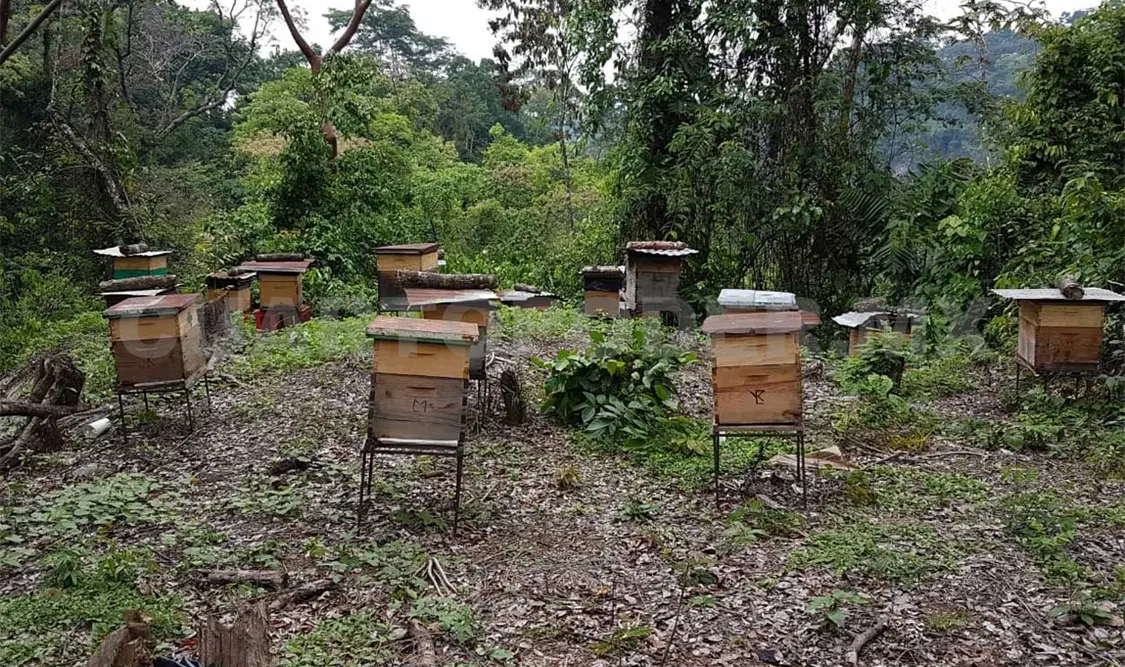 Productores buscan certificación en apicultura