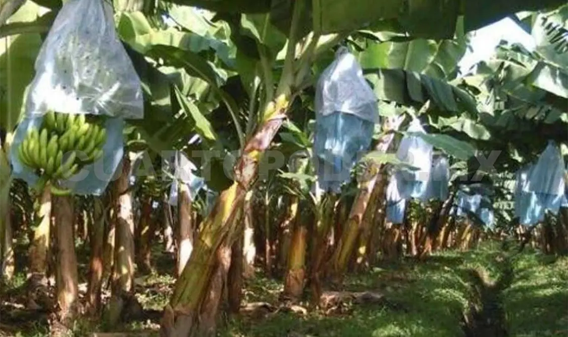 Si la plaga llegará a Chiapas podría perjudicar grandes producciones de banano. Ramón García / CP