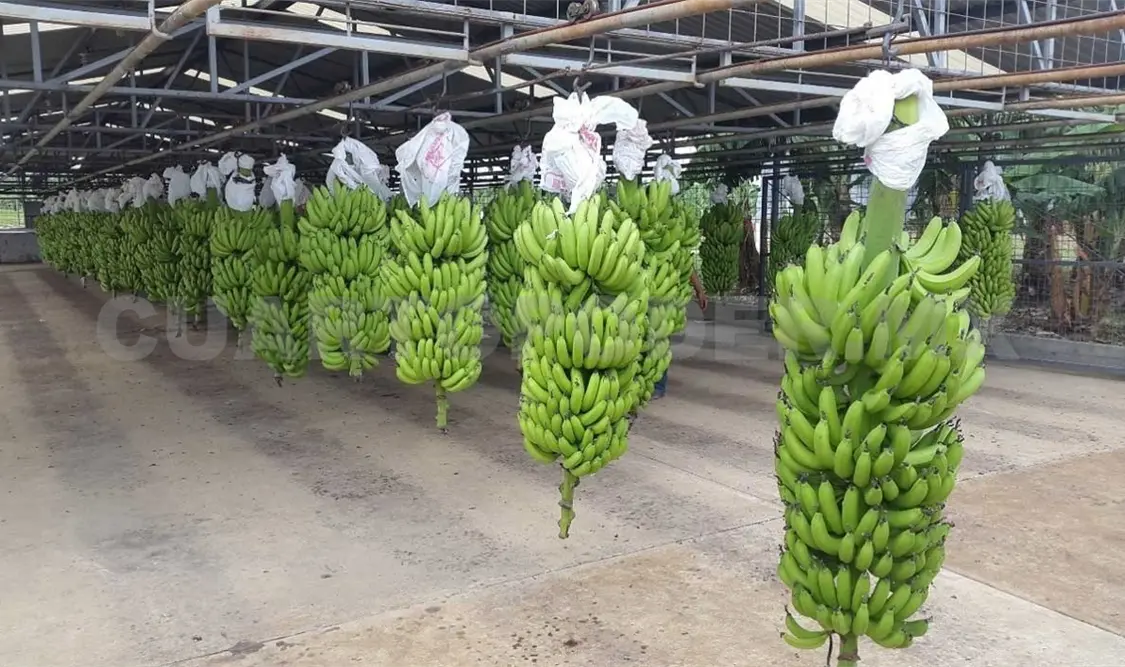 Exporta entidad 15 mil toneladas de plátano