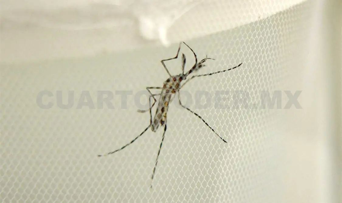Hasta el momento se han confirmado dos muertes por dengue en Chiapas. Guillermo Ramos / CP