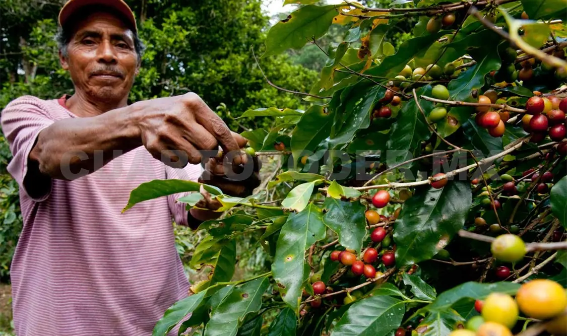 A nivel nacional, Chiapas ocupa el primer lugar en la producción y exportación de café orgánico, seguido de Oaxaca, Veracruz y Puebla. CP