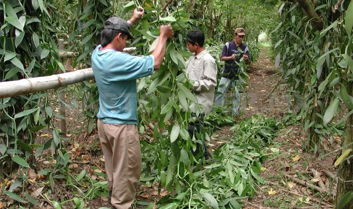 Proponen mejorar producción de vainilla