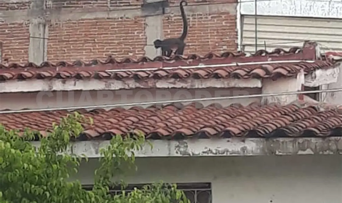 Mono araña deambula en la Zona Metropolitana