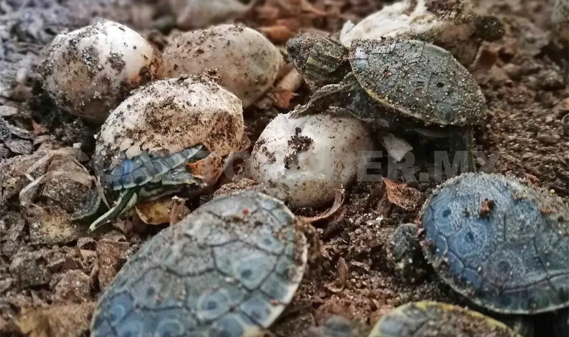 El edén de los reptiles que surte a EU y Asia