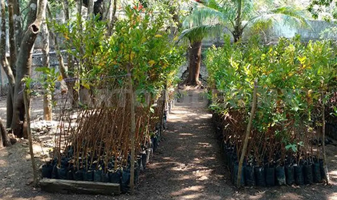 El objetivo es plantar 200 árboles endémicos en un centenar de viviendas. Cortesía