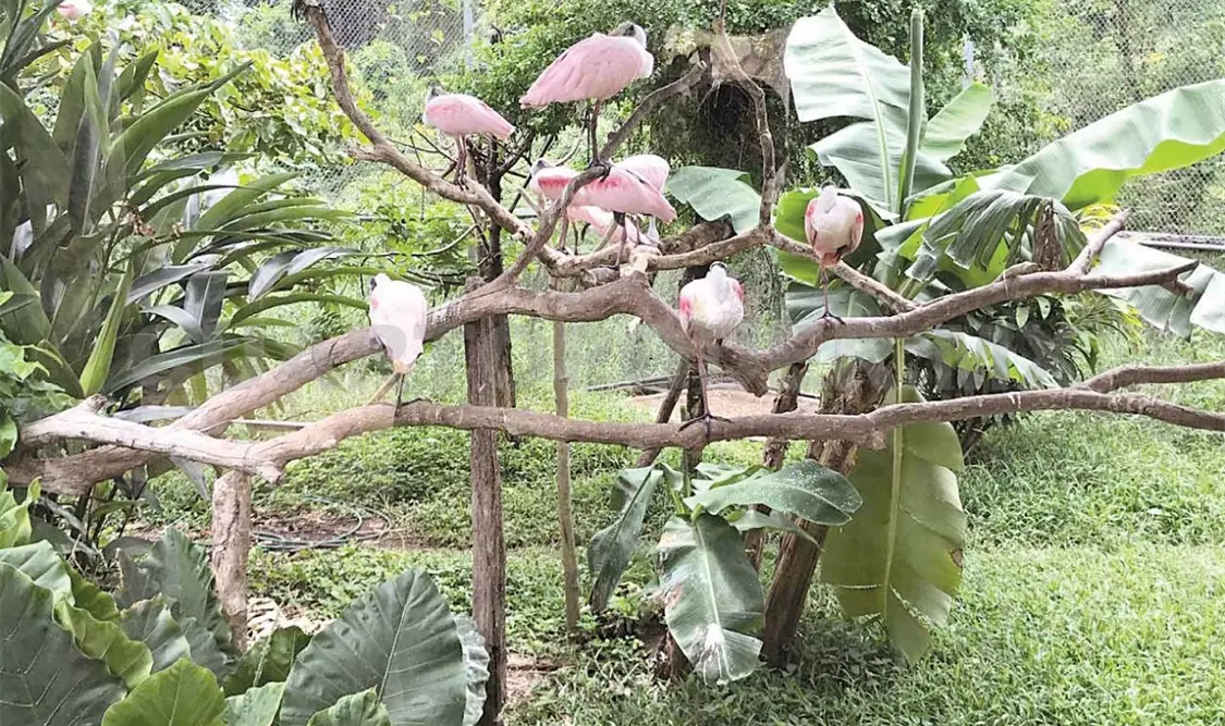 Un santuario para especies en peligro de extinción