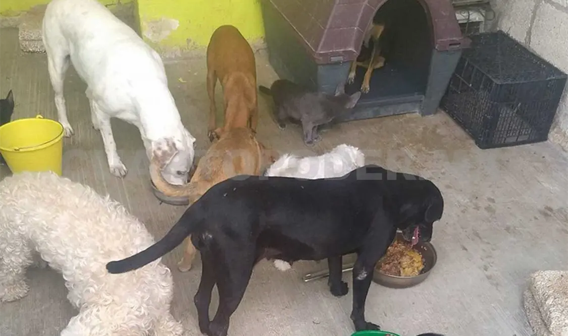 Padre y madre de tres hijos y 20 animales