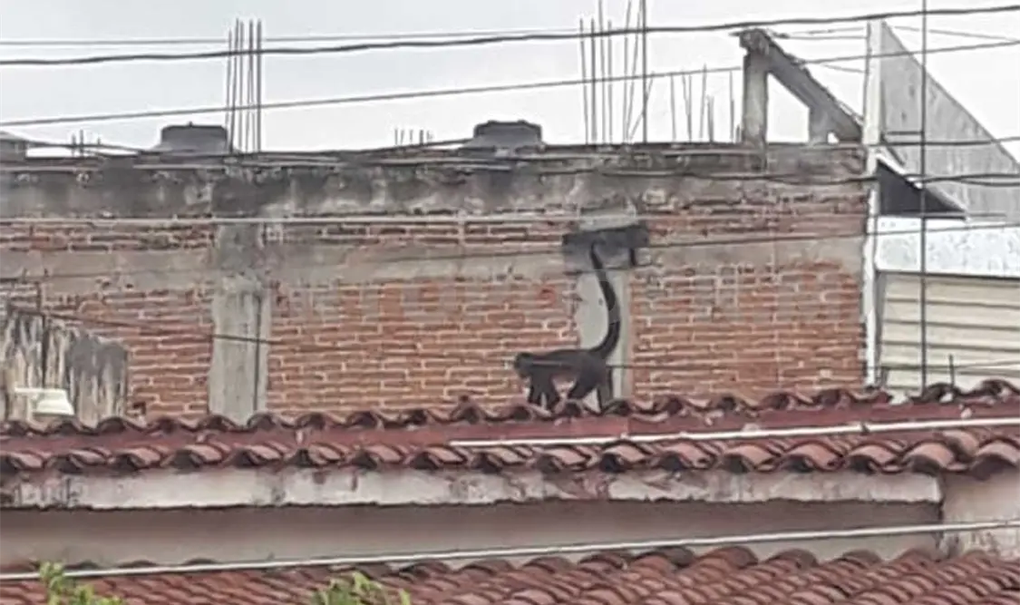 Sociedad busca hogar para ‘Rita’, el mono rescatado