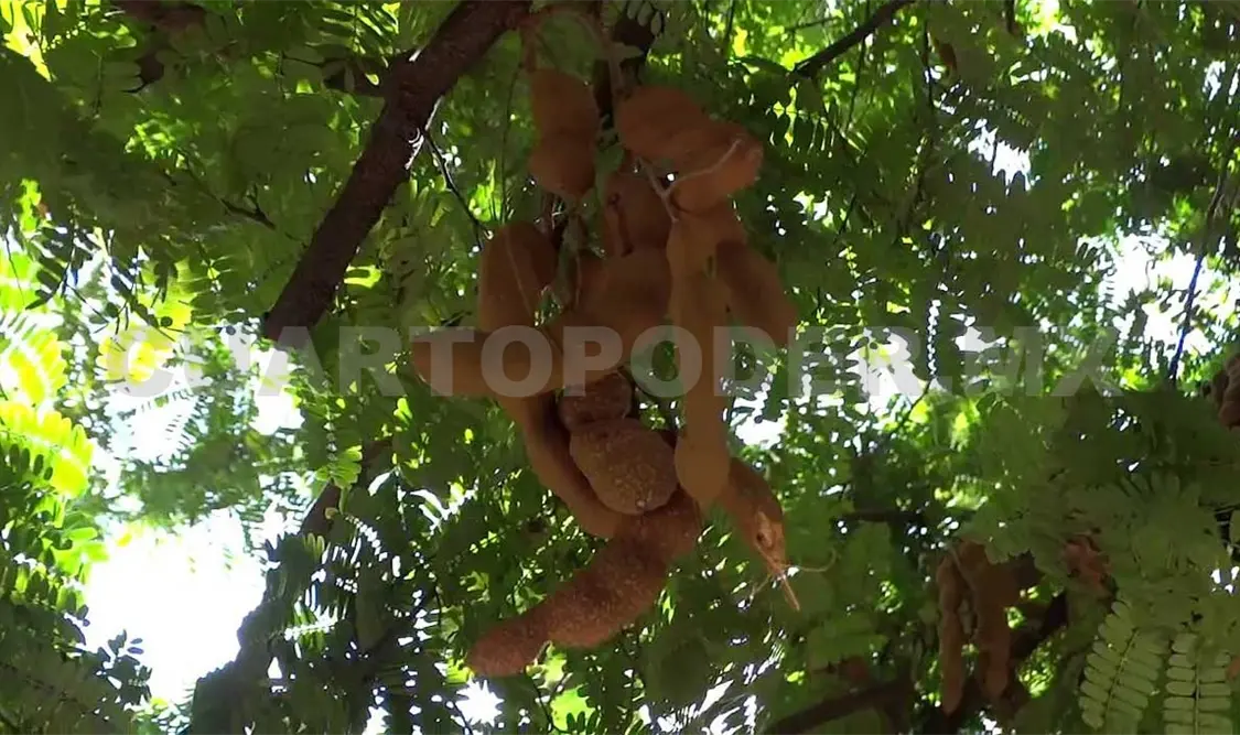 Apoyan combate de plagas que afectan producción