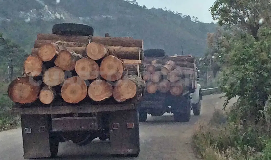 Pericos, cedro y orquídeas, lo más traficado en Chiapas