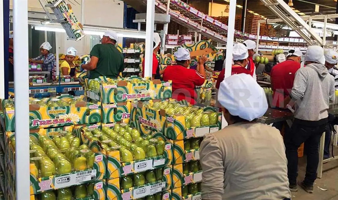 Exportan más de 28 mil toneladas de mango Ataulfo