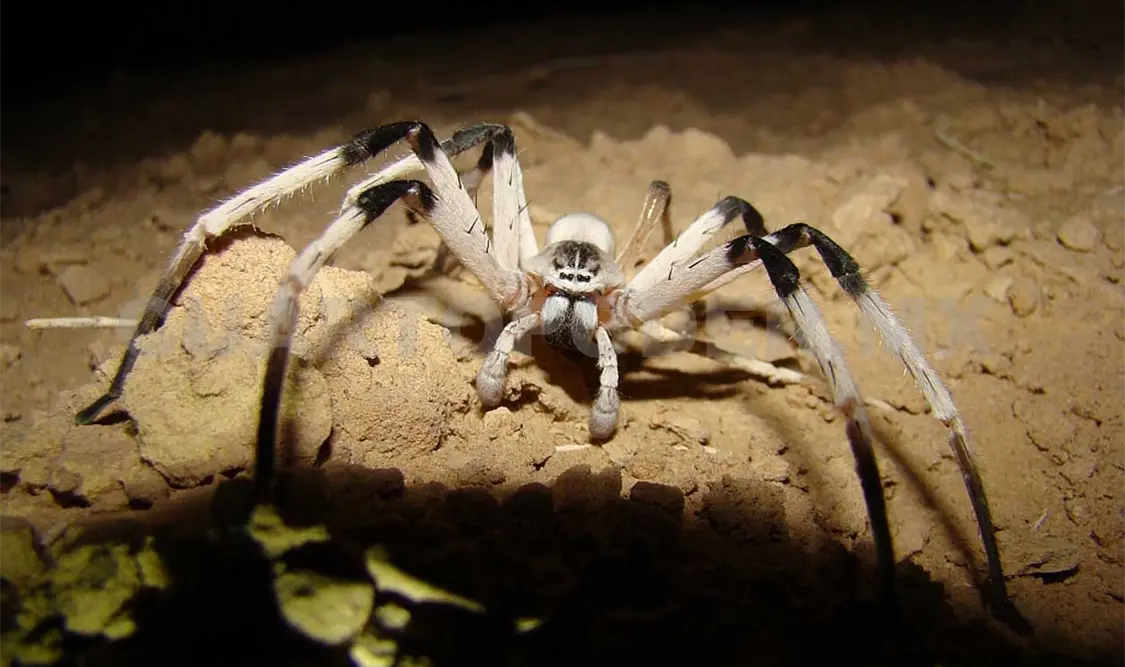 Estudiante descubre dos especies de arañas