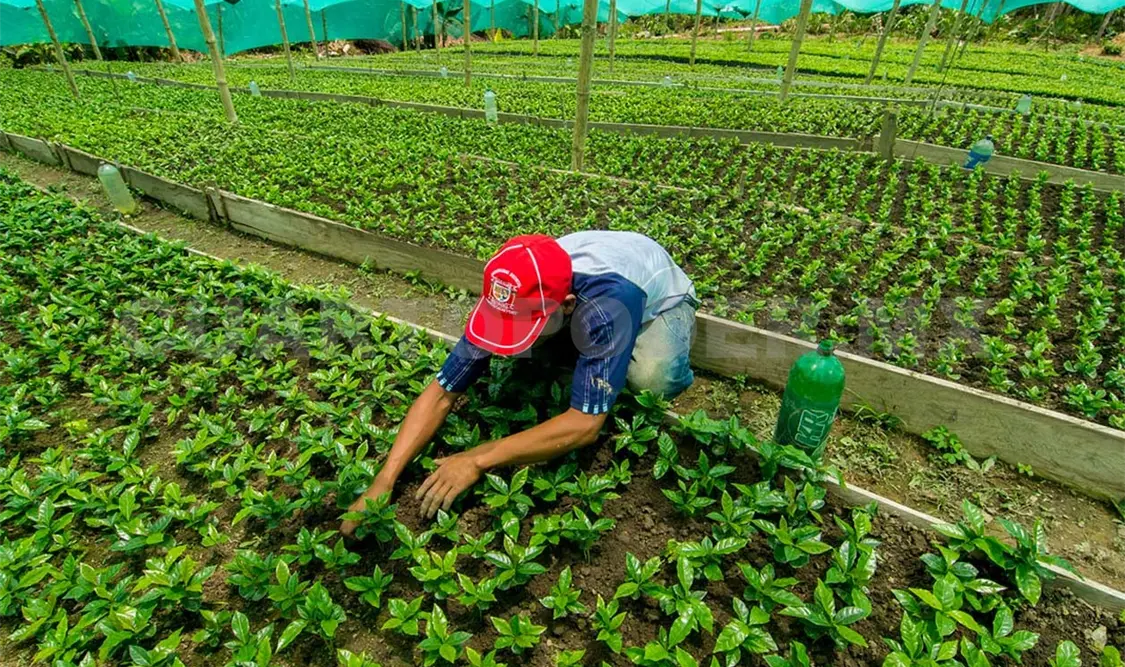 Producción agrícola y pesquera crecerá 17%