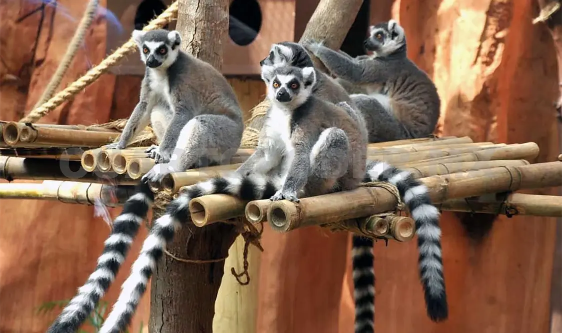 Zoológico exhibe tropa de lémures