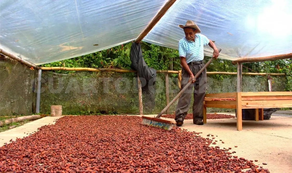 Necesario incentivar producción de cacao