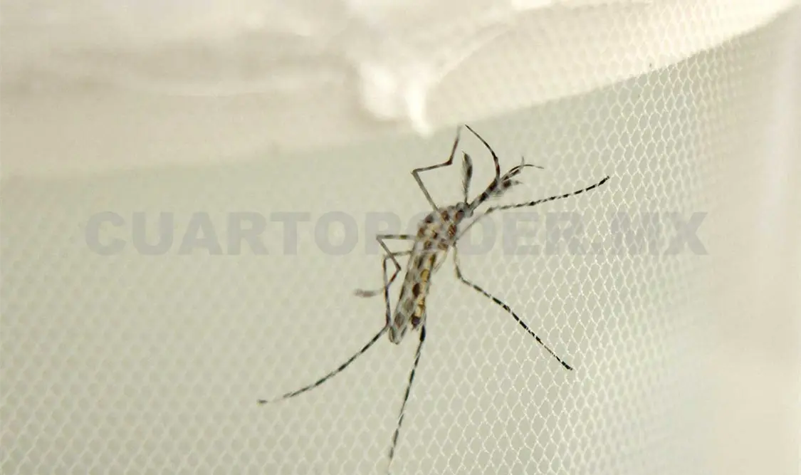 En Chiapas se han confirmado 850 casos de dengue y la muerte de dos personas a causa de este padecimiento. Guillermo Ramos/CP