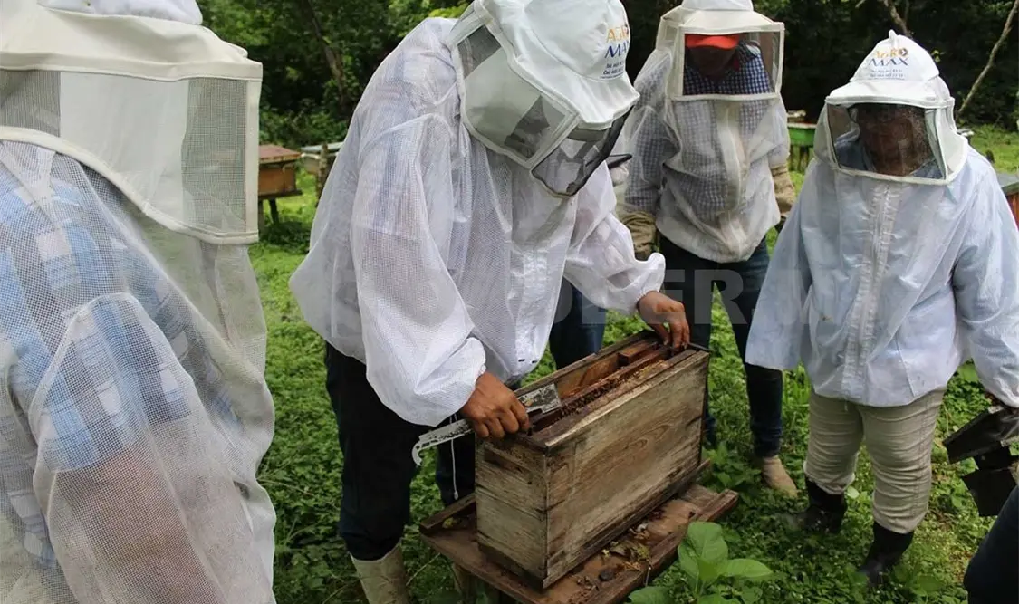Apicultura, un sistema sostenible en Chiapas