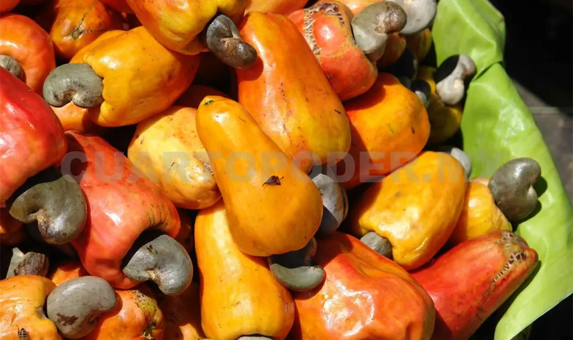 Productores de marañón carecen de apoyos