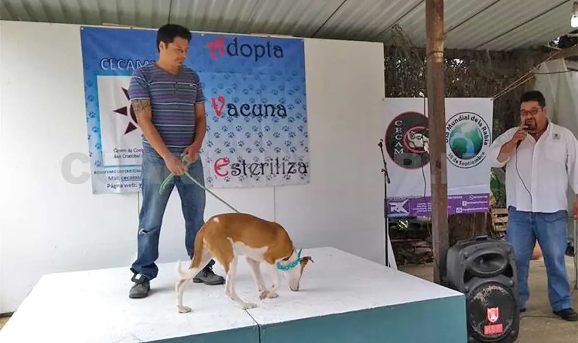 Realizan Gran Feria de la Adopción de Perros