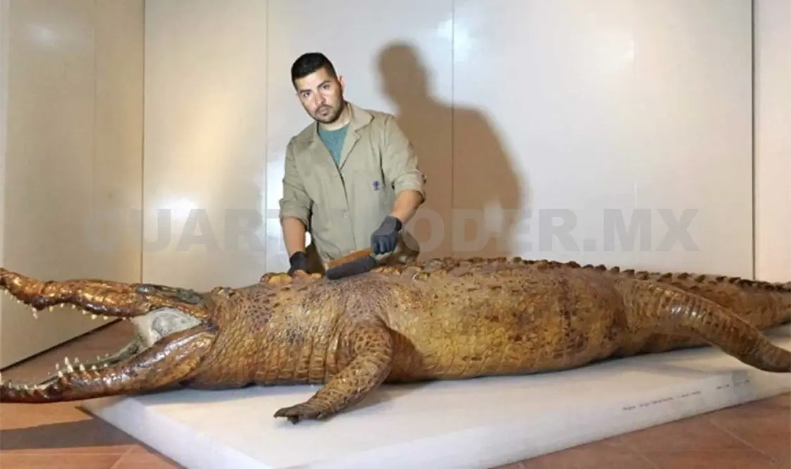 El cocodrilo regresará a exhibición en el 2019. Cortesía