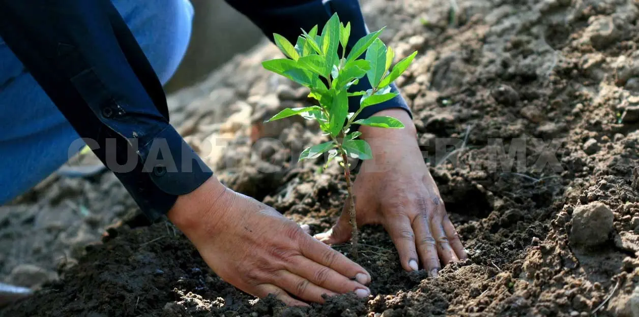 Meta sexenal de reforestar tiene 90.2%