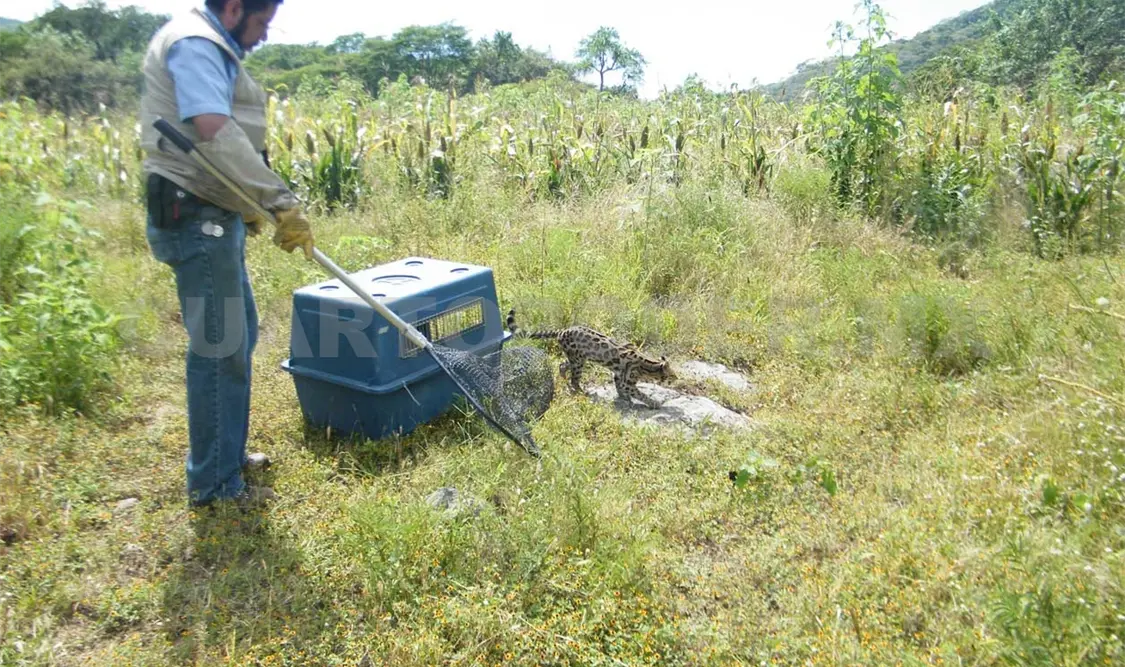 Rescatan a ejemplares de fauna silvestre