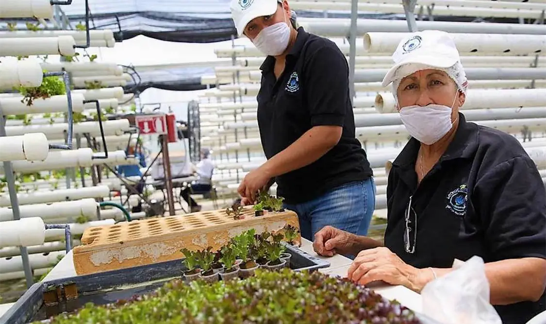 Apoyan a más de 29 mil proyectos productivos