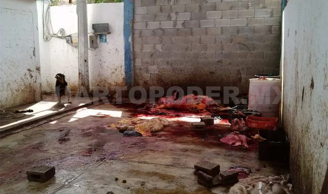 Exigen investigar presunta venta de carne de perros