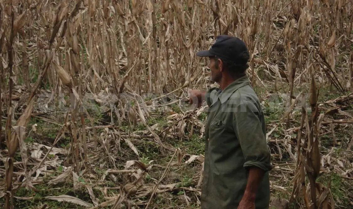 Seguro cubrirá daños en cultivos por falta de lluvia