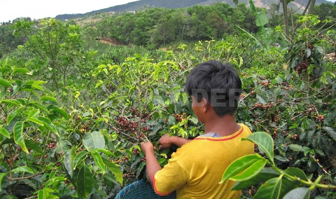 Enfrentan cafeticultores caída en la producción